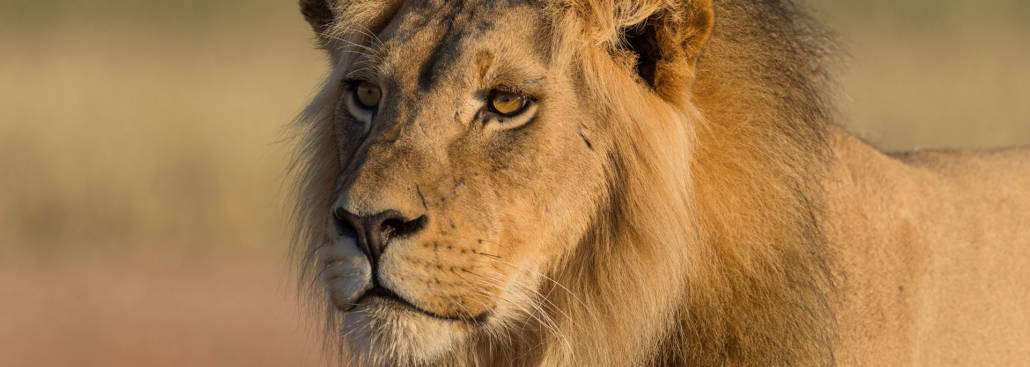 Les lions en voie de disparition? - Secrets du Monde Sauvage